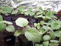 Paulownia Shantong 4 - Hunedoara - 20 Rasaduri obtinute din seminte