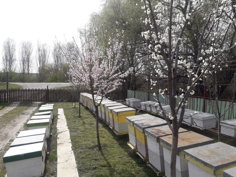 Familii de albine  Stupi - multietajat ramă 3/4