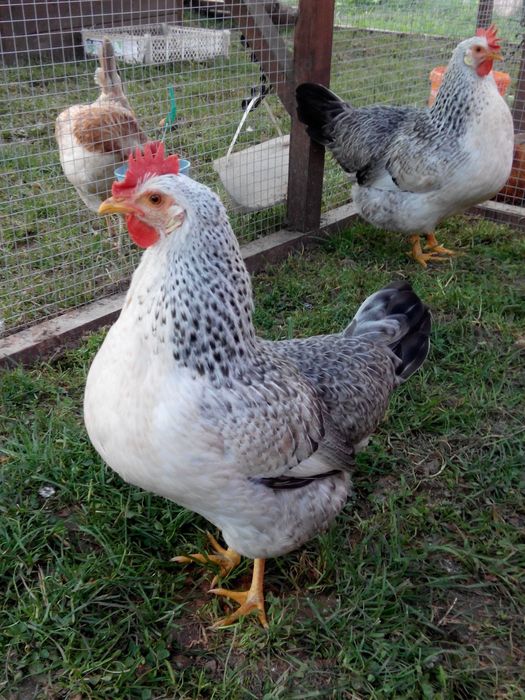 Барковская баравистая яйца