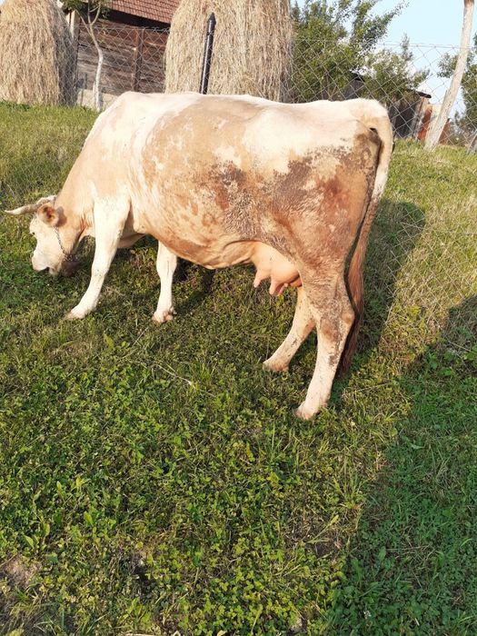 Vaca cu lapre de vanzare