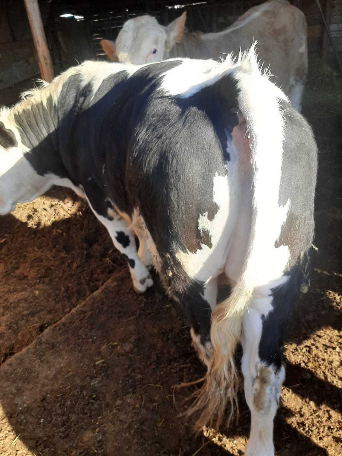 Taur in jur de 500 kg, la comanda