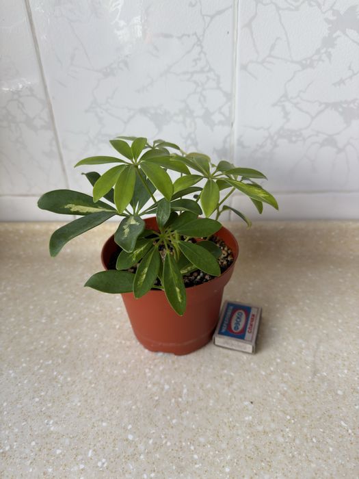 Продам цветок «Шеффлеру  пестролистную»