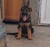 Pui cuobanesc german cu pedigree