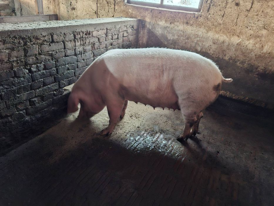 Продавам прасета - свине майки незаплодени