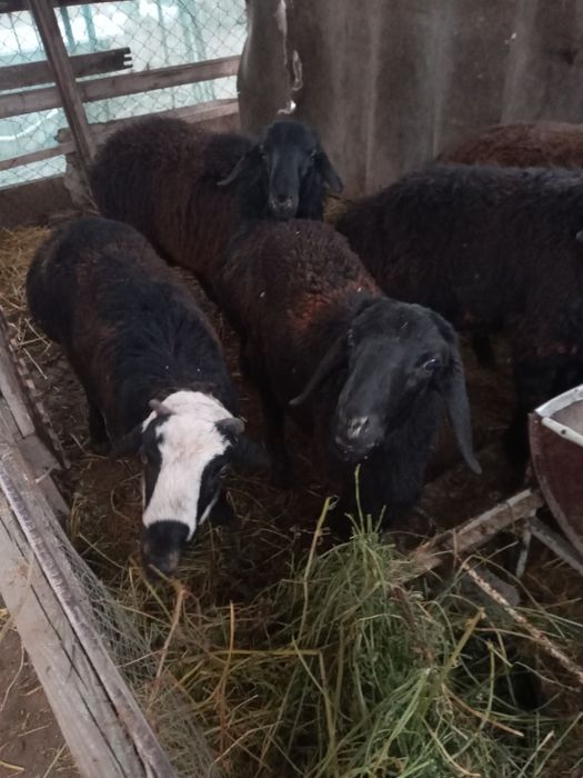 Qo'chqorlar sotiladi.