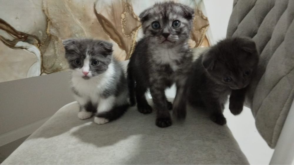 Котята , кошки , кот  . Вислаухие