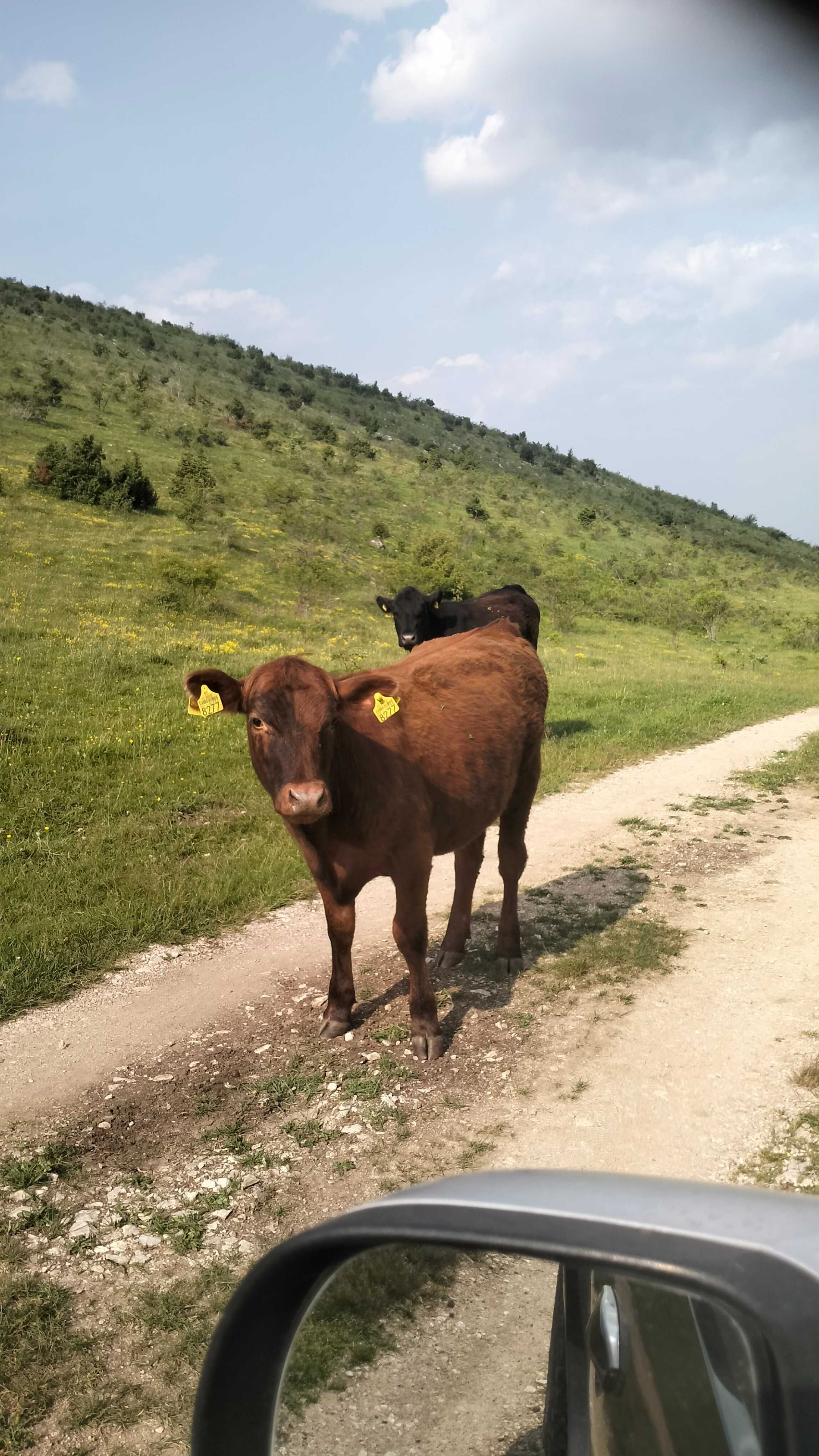Vitele angus de un an și ceva