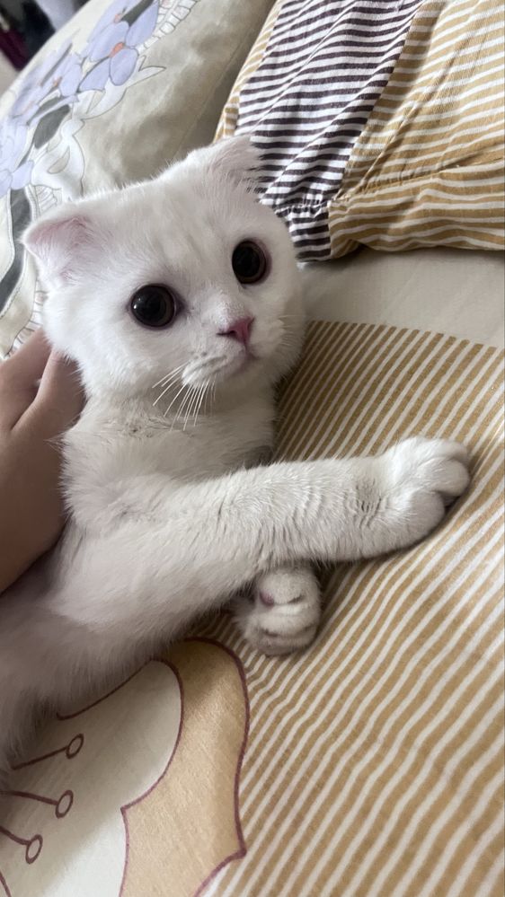 Шотландский вислоухий котик в поисках тёплого дома