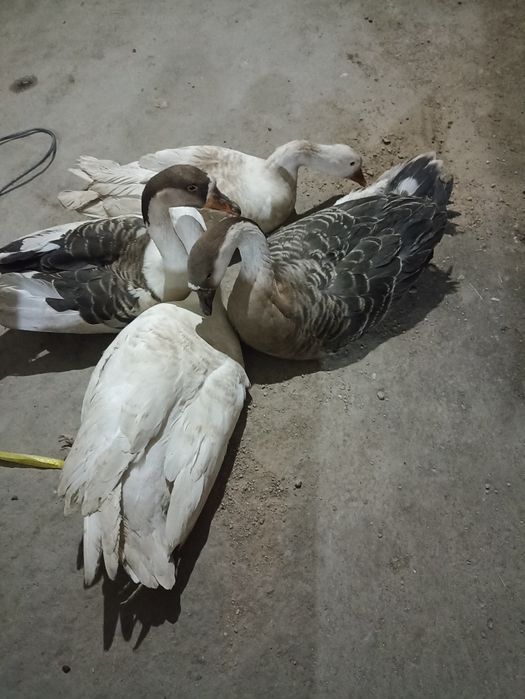 Гозлар сотилади 4 та