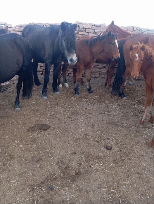 Еркек тайлар,жабагылар сатылады