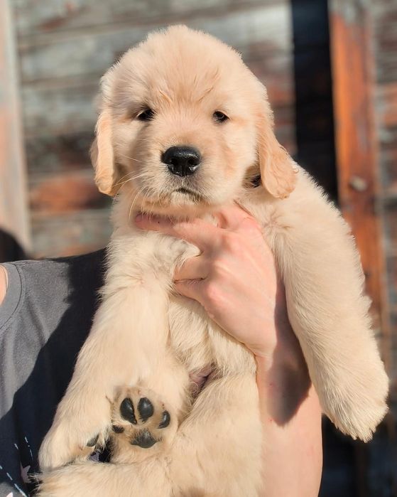 Cățelușă Golden Retriever femelă, 9 săptămâni, rasă pură