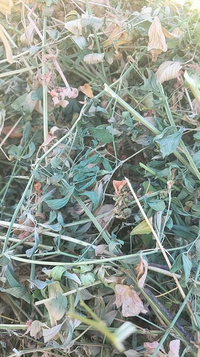 Baloți de lucernă se vând urgent