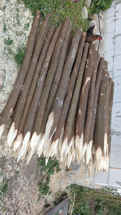 Vând pari de salcâm sau alt lemn