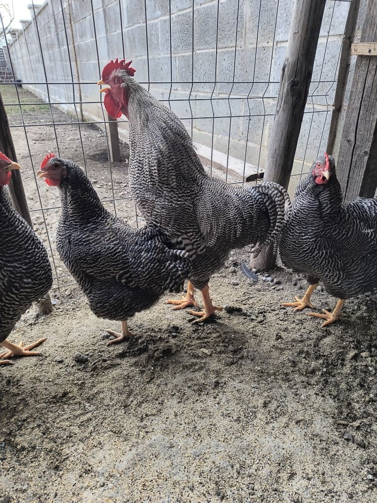 Găin de vânzare din rasa plymouth