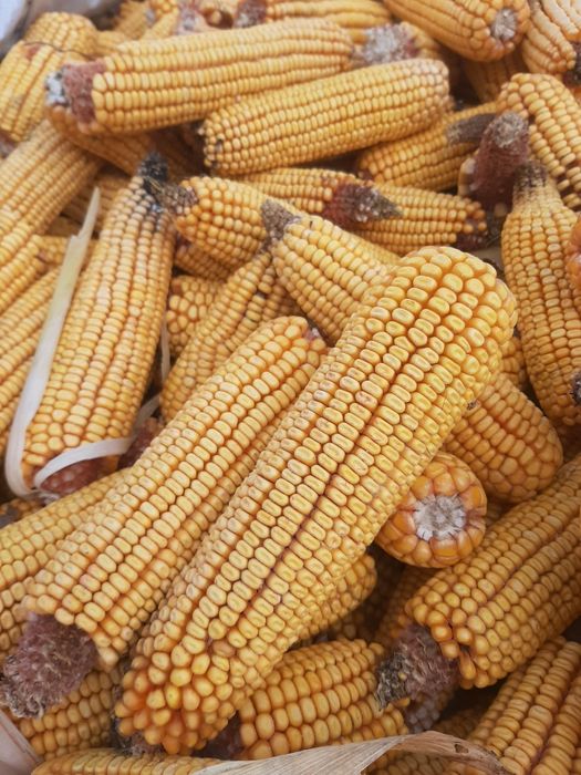 Porumb știuleți pioner