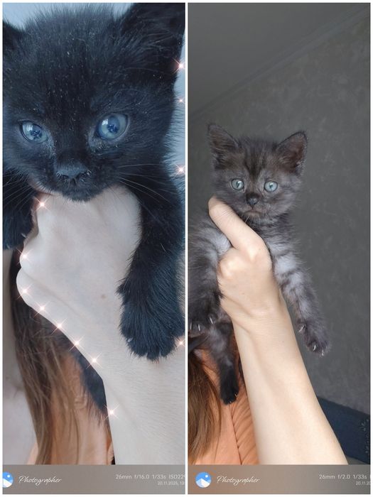 Девочки котята прелесть