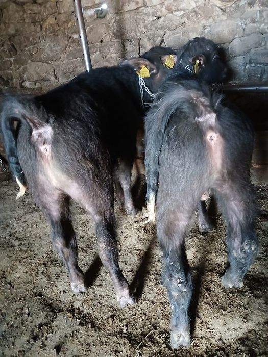 Vând viței de bivoliță