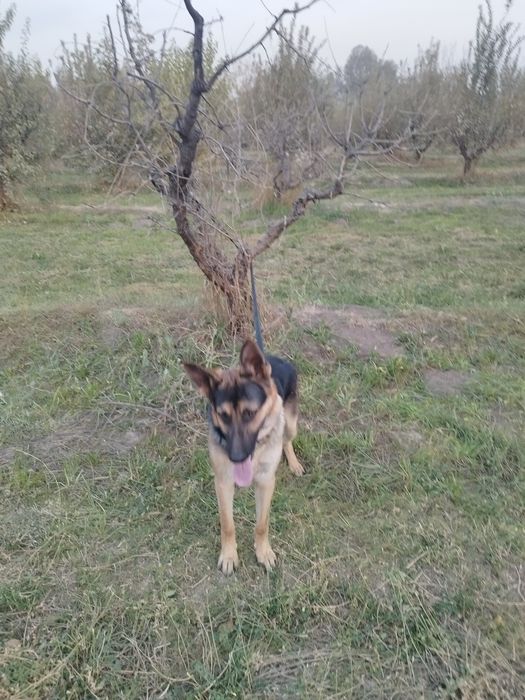 Чистокровный Авчарка Кобель 8 месяц