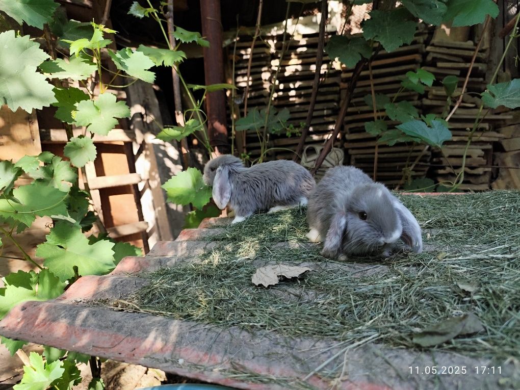 Продаю крольчат французский баран