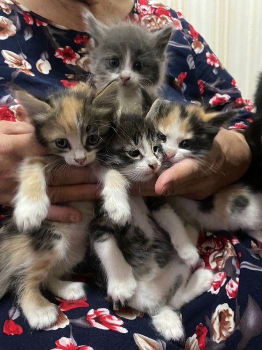 Отдам котят в добрые руки