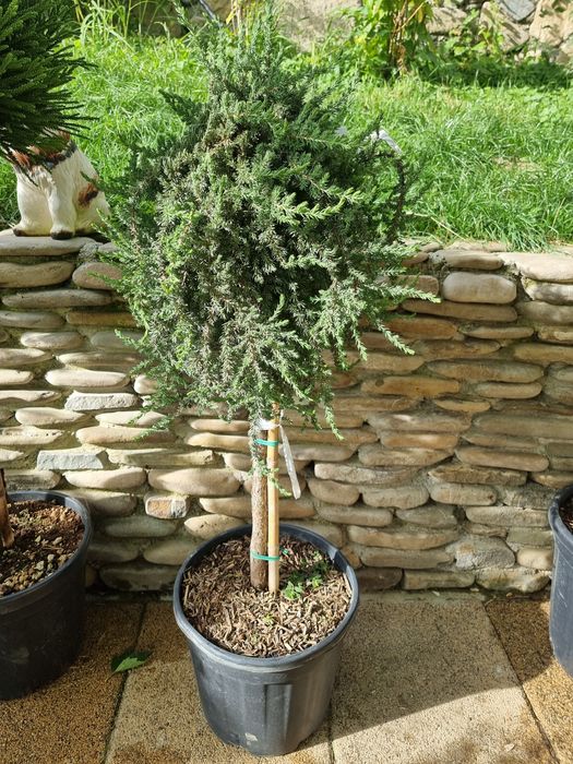 Tuia leylandi - spirale - pin pe picior - cedrus pe picior