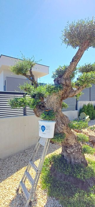 Изграждане и поддръжка на градини