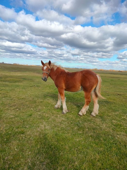 Vând mânz din părinți negri