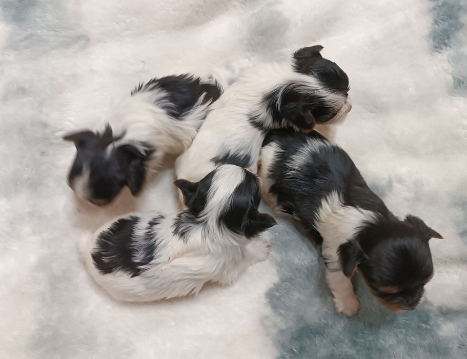 Щенки бивер йорка