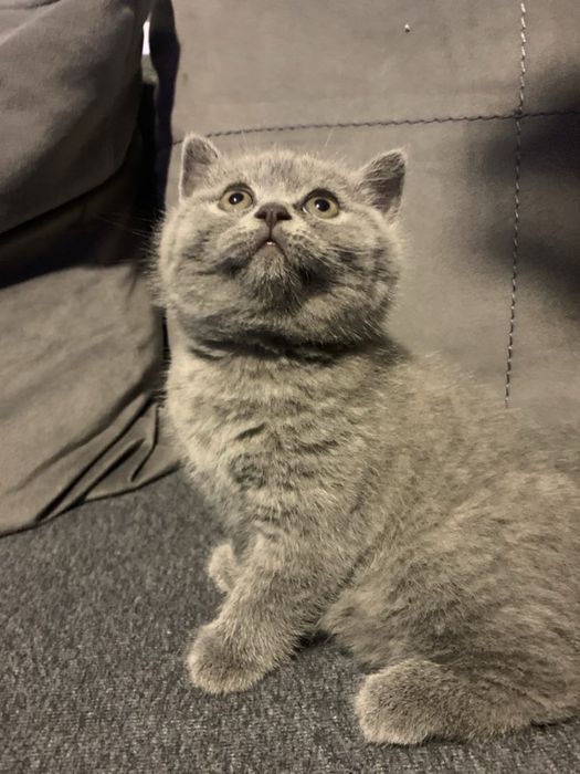 Британска късокосместа