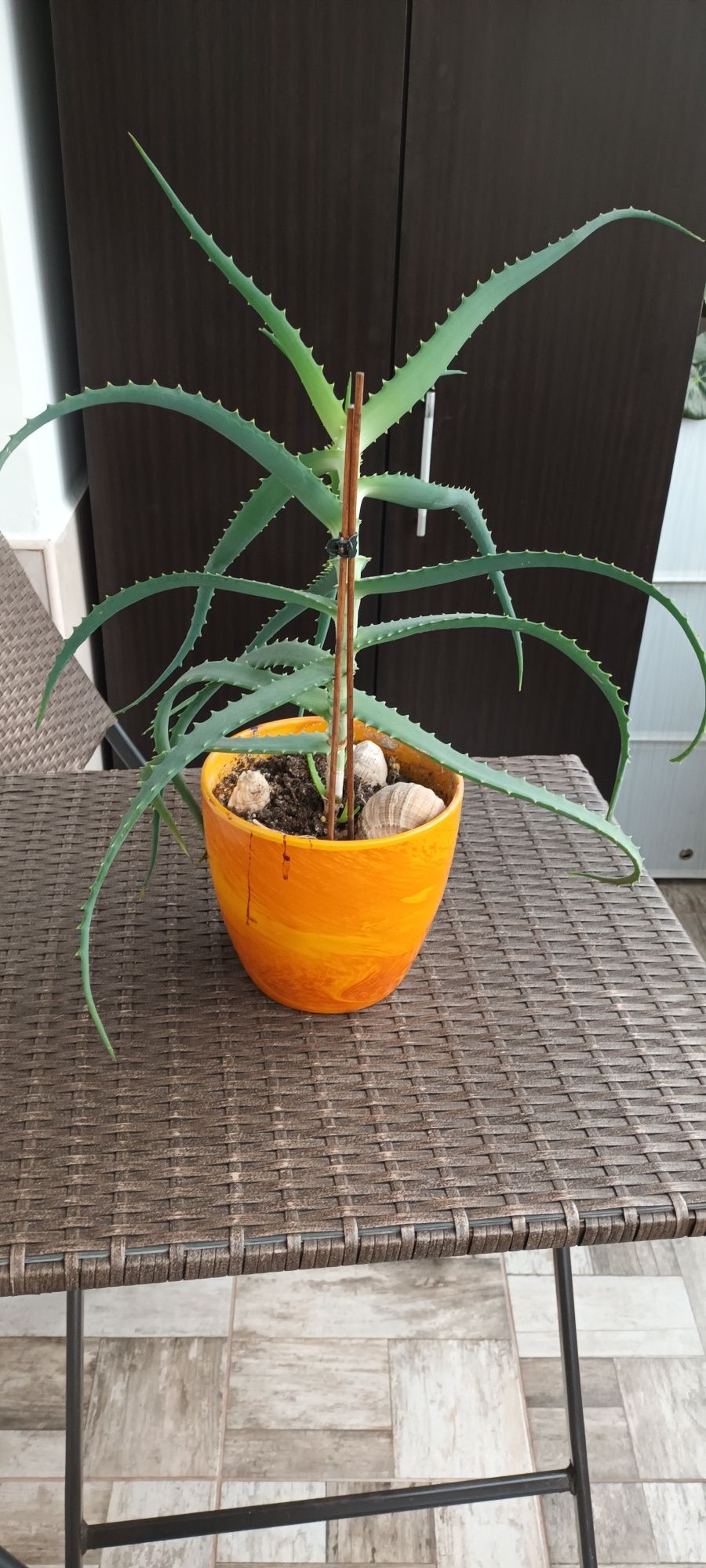 Floare Aloe Vera.