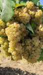 Struguri de vin productie 2025