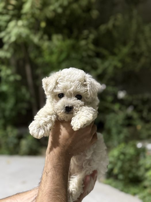 Мальтипу, продается белая Мальтипу, чистокровная