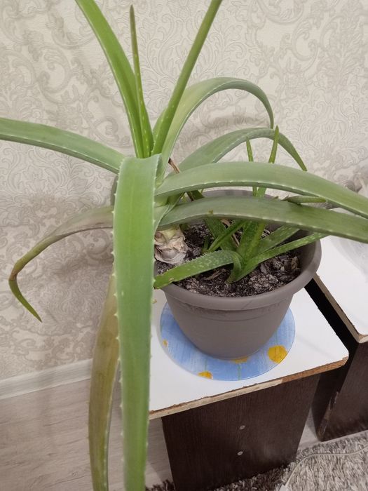 Срочно продам алоэ вера