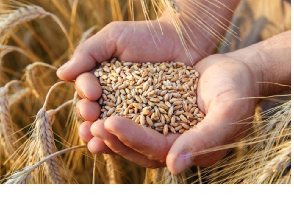 Vand grau panificație