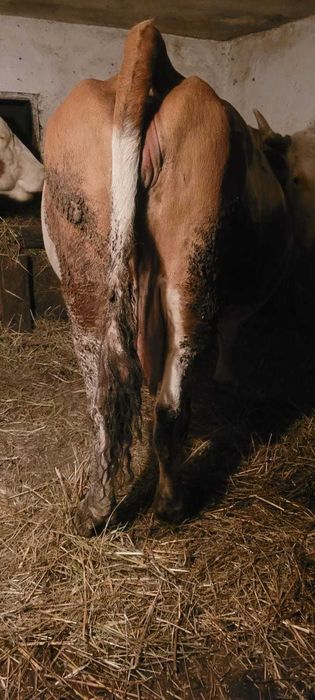 Vand vaca buna de lapte