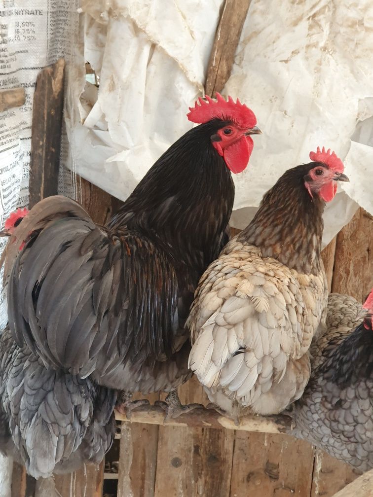 Oua Australorp pentru incubat