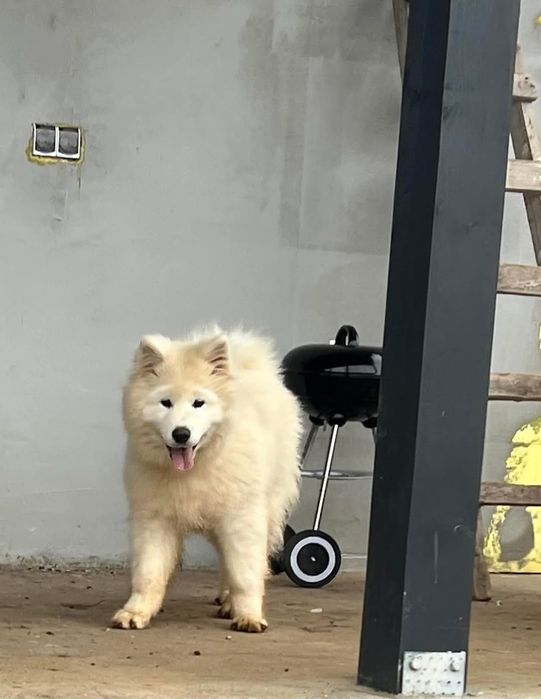 Se cauta familie iubitoare pui Samoyed