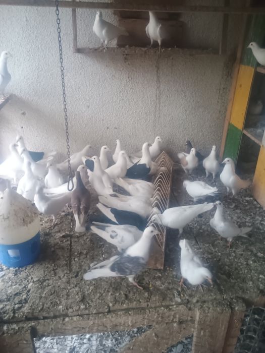 Porumbei albi, caută casa