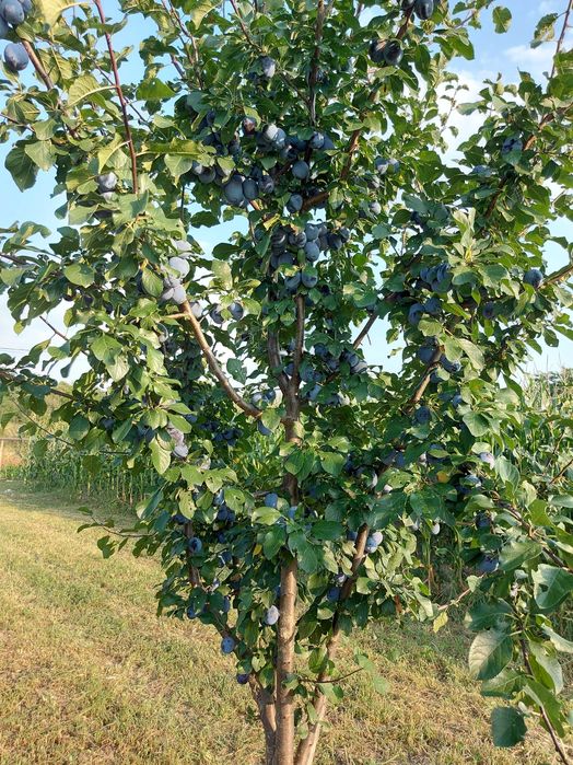 Vand tuica de pruna 25 de lei kg