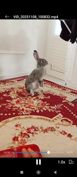 Кролик Бургунский