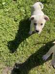 Dau spre adoptie 3 catelusi iubareti