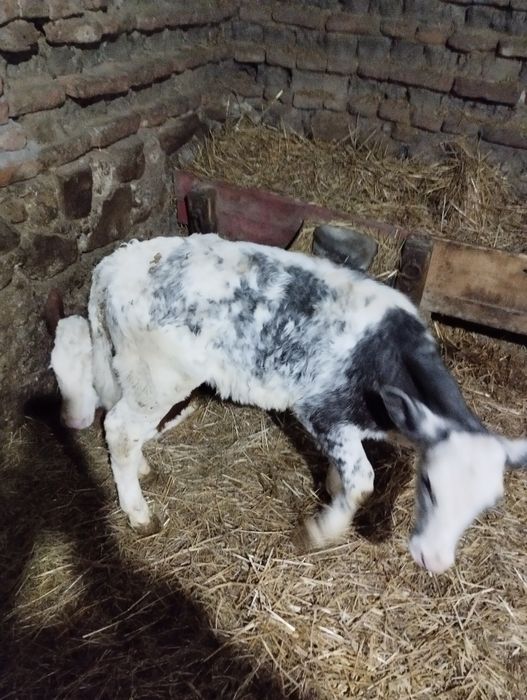 Vând doi vitei înțarcati