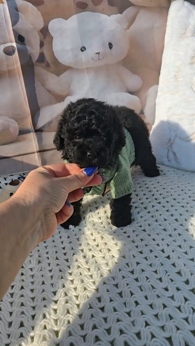 Мини пудел с родословие- 5 поколения назад