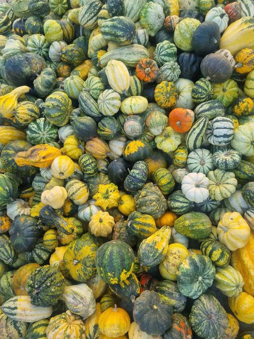 Vand dovleci de halloween si ornamentali.