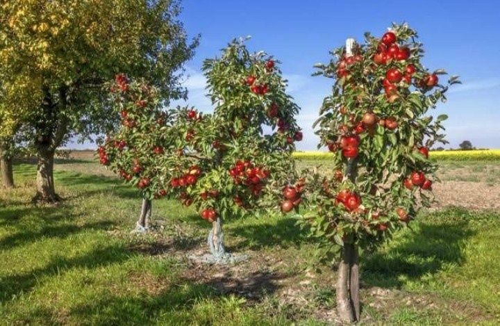 Pomi fructiferi anul 2, 3 și pe rod