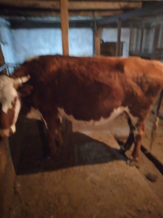 Сиыр сатам согымга