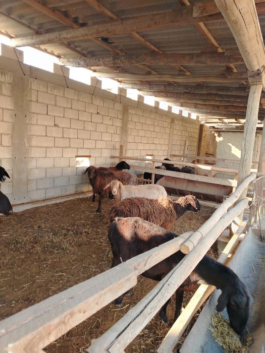 bug'oz qo'ylar sotiladi