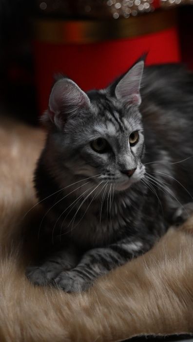 Pisică Maine Coon- Esfir