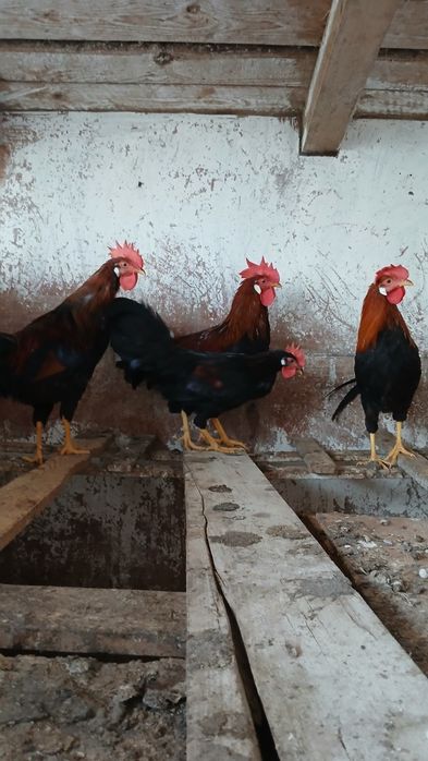 Cocoși italian ameraucana brahma tineret
