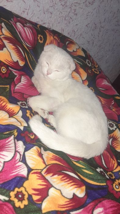 Zotdor muwuk olsangiz afsus qilmaysz